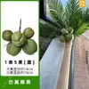 Venta al por mayor de fábrica Tapa Decoración Embellecimiento Tubería de Alcantarilla Tubería de Incendio Cubierta Balcón Renovación Envoltura de Palmera Metabo