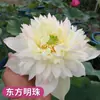 Venta al por mayor de plantas ornamentales en maceta, semillas de loto y nenúfar cultivadas en agua, semillas de flor de loto de cuenco y nenúfar para estanques hidropónicos
