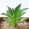 Planta Suculenta Mini Atacado Cabeça de Flor Artificial Pequenos Acessórios para Arranjo de Flores Suculenta Falsa Flor de Plástico Planta Decorativa Planta em Vaso