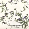 Flor de Encaje Margarita Blanca DIY Cristal Crisantemo Semanal Seco Belleza Hojas en Relieve Planta en Relieve Especimen Flor Seca Terciopelo