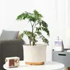 Maceta de cerámica, estilo europeo, para uso doméstico, interior, blanca, de alta gama, tamaño pequeño, para plantas verdes, plantas en maceta y orquídeas, adorno decorativo especializado