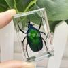 Directo de fábrica animal pequeño insecto espécimen resina animal marino espécimen ámbar escorpión araña cangrejo escarabajo