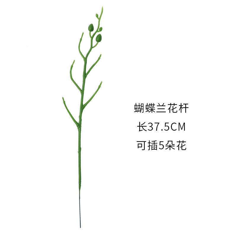 蝴蝶兰花杆