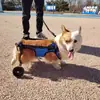 Cão Cadeira de Rodas Paralisia de Membros Traseiros Pet Sóbrio Deficiente Cão Perna Traseira Auxiliar Gato Teddy Grande Suporte de Cão Pequeno