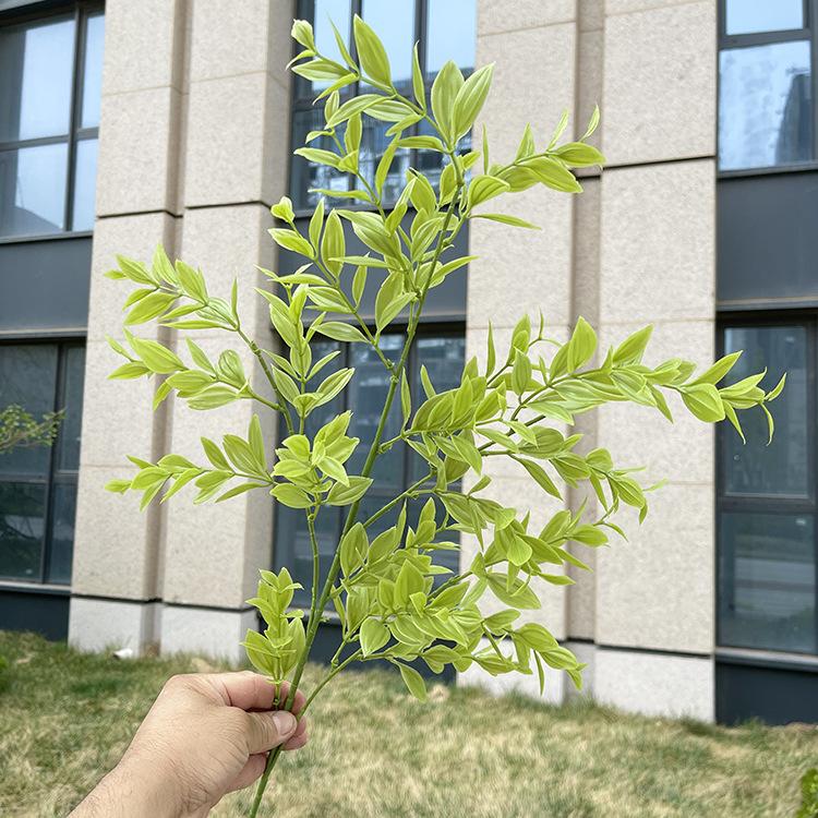 4叉原色贵妃草 浅黄绿.JPG