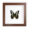 Mariposa Papilio machaon de Banda Verde, Espécimen Real con Alas Extendidas, Insecto Mariposa Original para Colección de Enseñanza de Jardín de Infancia Fotografía Tridimensional Estilo Europeo
