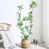 Planta Grande de Madera Pata de Pato en Maceta para Interior para Purificación del Aire, Adecuada para Dormitorio y Sala de Estar, Perenne Todo el Año, Planta Verde de Moda
