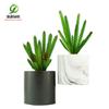 Simulación planta suculenta súper grande tamaño pequeño suculenta bonsái planta verde flor de plástico en maceta micro paisaje con pared vegetal