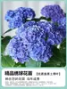 Planta de Hortensia en Maceta con Capullos de Flor, Plántulas de Flor Endless Summer, Flores para Todas las Estaciones, Balcón, Patio, Plantas Verdes de Interior en Flor