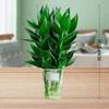 [Base Pelo Liso] Bambú Guanyin Planta Verde Hidropónica en Maceta Bambú Rico en Flores Planta Buena Oficina Cultivo Interior