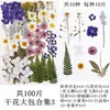 Flores Secas, Kit de Materiales para Prensado de Flores Reales, Especímenes de Hojas Transfronterizos, Especímenes de Plantas de Flores Prensadas para Manualidades, Pétalos de Flores Secas para Resina para Manualidades