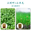Sementes de Plantas Aquáticas para Paisagismo de Iniciantes, Grandes e Pequenas, Grama Cabelo de Vaca, Grama Pérola do Amor, Lama para Plantas Aquáticas, Areia de Argila Expandida, Areia de Fundo para Aquário