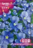Las Semillas de Lino Azul Son Resistentes al Frío y Tolerantes a la Sombra, Siembra de Primavera y Otoño Semillas de Flor de Lino Azul, Semillas para Paisajismo de Jardín, Patio en Macetas