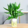 Planta de Bambú Rica Torre de Bambú Hidropónico para Escritorio de Oficina, Interior de Tienda Bambú Atractor de Fortuna Bambú de Transferencia Hermoso Hidropónico