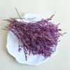 Flores Secas Material de Flor Real Pacote Planta de Frutas Espécime Vela de Aromaterapia Material de Flor DIY Artesanal Bolota Gimnos Rosa