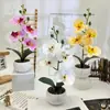 Flor de Falanopsis de Cuatro Flores Piedra de Flor de Lluvia Bonsái Película de Impresión 3D Flor Artificial Adornos de Planta en Maceta Decoración de Escritorio de Oficina Flor Artificial