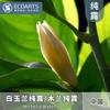 Hidrosol Puro de Magnolia, Suministro Directo de un Fabricante Líder, Hidrosol Puro de Agua Floral de Planta, Materias Primas Cosméticas, Hidrosol Puro de Magnolia al por Mayor