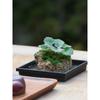 Bonsái de Calamo, Piedra Absorbente, Planta Verde, Planta en Maceta de Helecho Cola de Lobo, Planta Fácil de Cultivar para Personas Perezosas, Hidroponía de Espejo Resistente a la Oreja de Tigre
