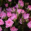 Dropshipping Tianhe Estrella Rosa Arbusto Miniatura Multicabeza Multitemporada Mini Rosa Forma de Loto Flor de Balcón