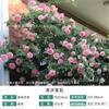 Planta en Maceta Rosa Micro-Rosa Rey del Mar Dios Rey Rosa de Balcón, Fragante, Florece Todo el Año, Flores Abundantes, Plántulas Rosas Multiflores, Plantas Verdes