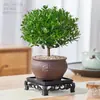 Bonsai de jacarandá vermelho de folhas pequenas, planta madura, planta verde de interior para o escritório, planta em vaso fácil de cuidar para a varanda, decoração de flor de mesa em jacarandá
