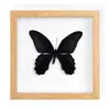 Mariposa Real, Especie Preciosa de Verano, Adorno de Escritorio de Mariposa Rara, Espécimen de Regalo, Pintura Decorativa, Espécimen de Mariposa, Mariposa Rayada de Tigre