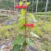 Suministro Transfronterizo de Clips de Soporte para Plantas para Invernaderos Agrícolas, Clips de Plástico para Verduras y Frutas, Clips de Injerto, Clips para Melón Amargo, Clips de Fijación de Plantas