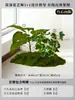 Musgo para Paisajismo de Plantas Verdes Plantas Artificiales Decoración Flores Artificiales Combinación Tropical para Interiores Paisaje de Ventana Persa Arreglo de Césped