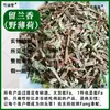 Hierba medicinal china Menta con tallos y hojas, Menta silvestre, Fragancia nocturna, Tallos de menta verde silvestre, Menta piperita