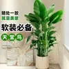Remoção de Formaldeído Ave do Paraíso Hidropônico Planta Verde Puxar Flor Planta em Vaso Sempre-verde Purificação do Ar Interno Fácil de Cultivar