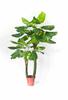 Simulación de comercio exterior taro verde simulación taro de hadas bonsái planta de simulación Guanyin goteante adornos decorativos en maceta venta al por mayor