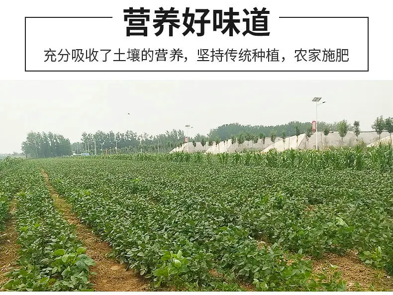 毛豆切片_08_副本