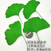 Folha de ginkgo com ramo folha espécime de planta flor seca relevo capa de celular marcador de página folha real adesivo de folha de flor real