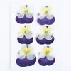 Kit de Materiais de Flores Secas e Prensadas de Amor-perfeito Tricolor Espécime de Planta Flor Real DIY Artesanal Luminária de Mesa de Flor Real Moldura de Foto