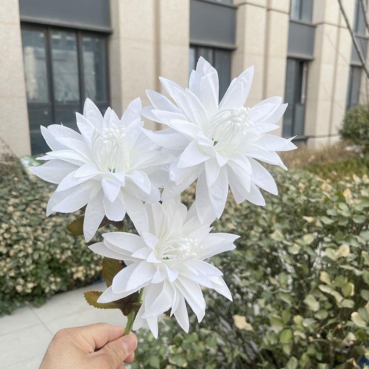 新3头大爪菊-sxftx-白色.JPG