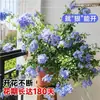Planta Verde em Vaso em Formato de Pirulito Floco de Neve Azul Floresce o Ano Todo, Fácil de Cuidar, Mudas Grandes com Botões de Flores, Flores Resistentes ao Calor para Varanda e Jardim