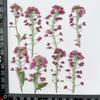 Flores de Bola de Nieve Secas al por Mayor Paquete en Relieve Funda para Teléfono de Resina Marco de Fotos Vela de Aromaterapia Paquete de Materiales DIY en Relieve Flores Reales