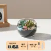 Paisagem Micro de Musgo de Mesa Suculentas em Vasos Plantas Frescas Jardim de Infância Corte Garrafa de Vidro Ecológica Saco de Material DIY