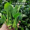 Colección Wholesale del Fabricante de Semillas de Verduras para Cuatro Estaciones para Huertos Caseros, Verduras en Macetas de Balcón, Semillas de Frutas y Semillas de Verduras Hidropónicas