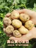 Patatas Pequeñas Enshi 5kg Envío Gratis por Sf Express Patatas Frescas de Granja Patatas Amarillas Mini Patatas de Hubei Verduras