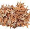 Estudio Estrella de Mar Natural Concha Decoración Concha Concha Venta al por Mayor DIY Manualidades Estrella de Mar