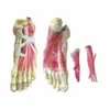 Modelo de Anatomia do Pé Modelo: Yj/Jj1304, Modelo de Anatomia Parcial do Corpo Humano