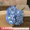 Flor de Simulación Transfronteriza 5 Cabezas Hortensia Boda Francesa Hortensia Grande Bola de Flores Decorativa Tienda Ventana Apertura Festival de Bodas Flor Artificial