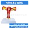 Modelo de Molde Reproductivo Femenino Modelo de Molde Reproductivo Femenino Modelo de Útero Privado Materiales Didácticos Anatomía Ginecológica Ovárica
