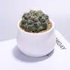 Cacto Premium para Interior Pequeno Cacto em Vaso Suculenta Wanzhongshan Planta Verde para Mesa de Escritório