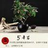 Dafne Odora en Maceta con Fragancia Intensa, Planta Grande Madura, Planta de Flor de Año Nuevo en Maceta con Capullos, Planta de Flor para Balcón Resistente al Frío para Interiores