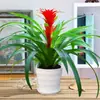 Plántulas de palma roja de la suerte en macetas grandes, adecuadas para exhibición en la sala de estar, flores y plantas hidropónicas cultivadas en casa, fáciles de cuidar en interiores y prosperan en todas las estaciones.