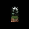 Set de Piedras Brutas de Cristal Natural, Piedra Triturada, Gemas para Árbol de la Fortuna, Minerales Raros, Muestras para Niños, Adornos de Regalo para Escritorio