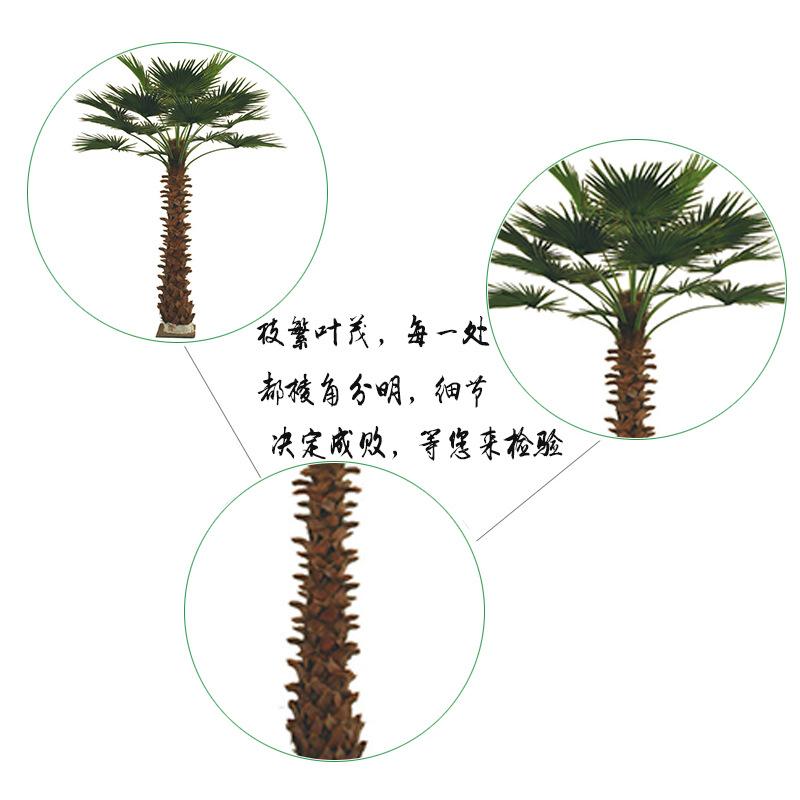 棕榈树细节