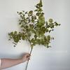 Nueva simulación planta verde rama alta hoja de frijol hoja de eucalipto hierba feliz boda hoja de plástico planta verde de ingeniería en stock